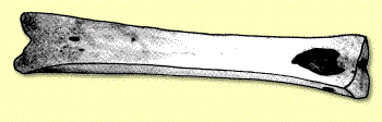 Bone ice skate