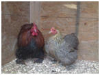 Cochins